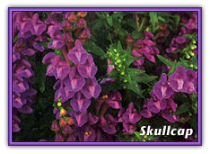 skullcap herb source herbal allnatural